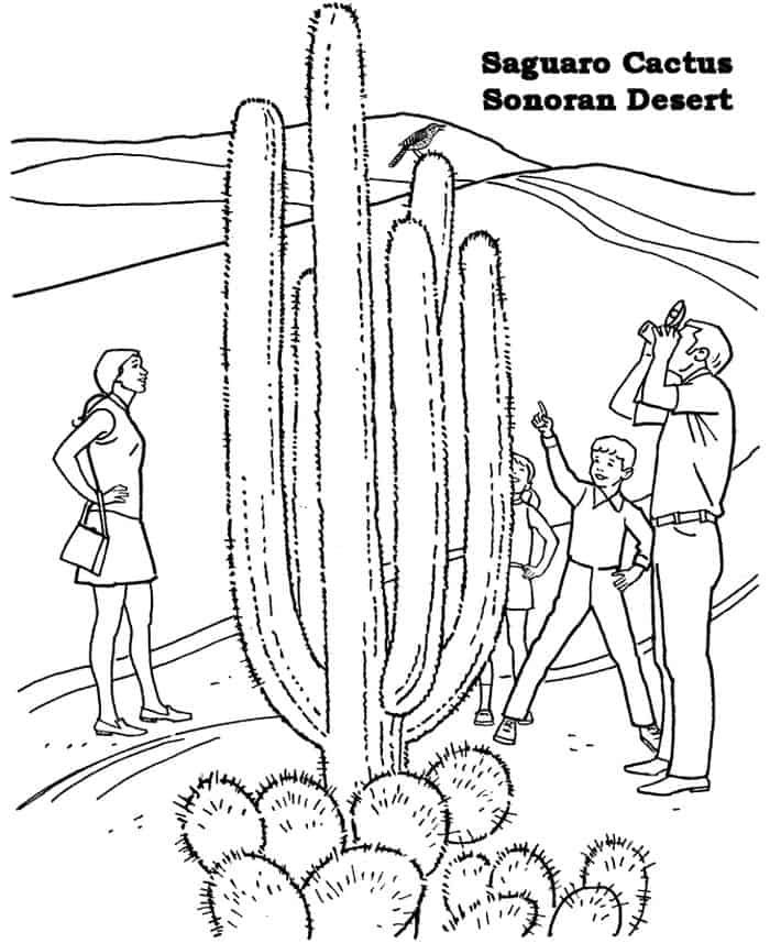 Free saguaro cactus coloring pages coloring pages flower coloring pages coloring pictures