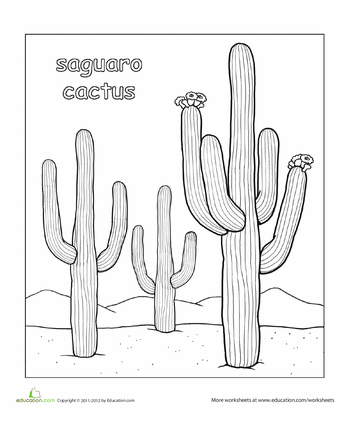 Color the saguaro cactus worksheet education saguaro cactus cactus drawing saguaro