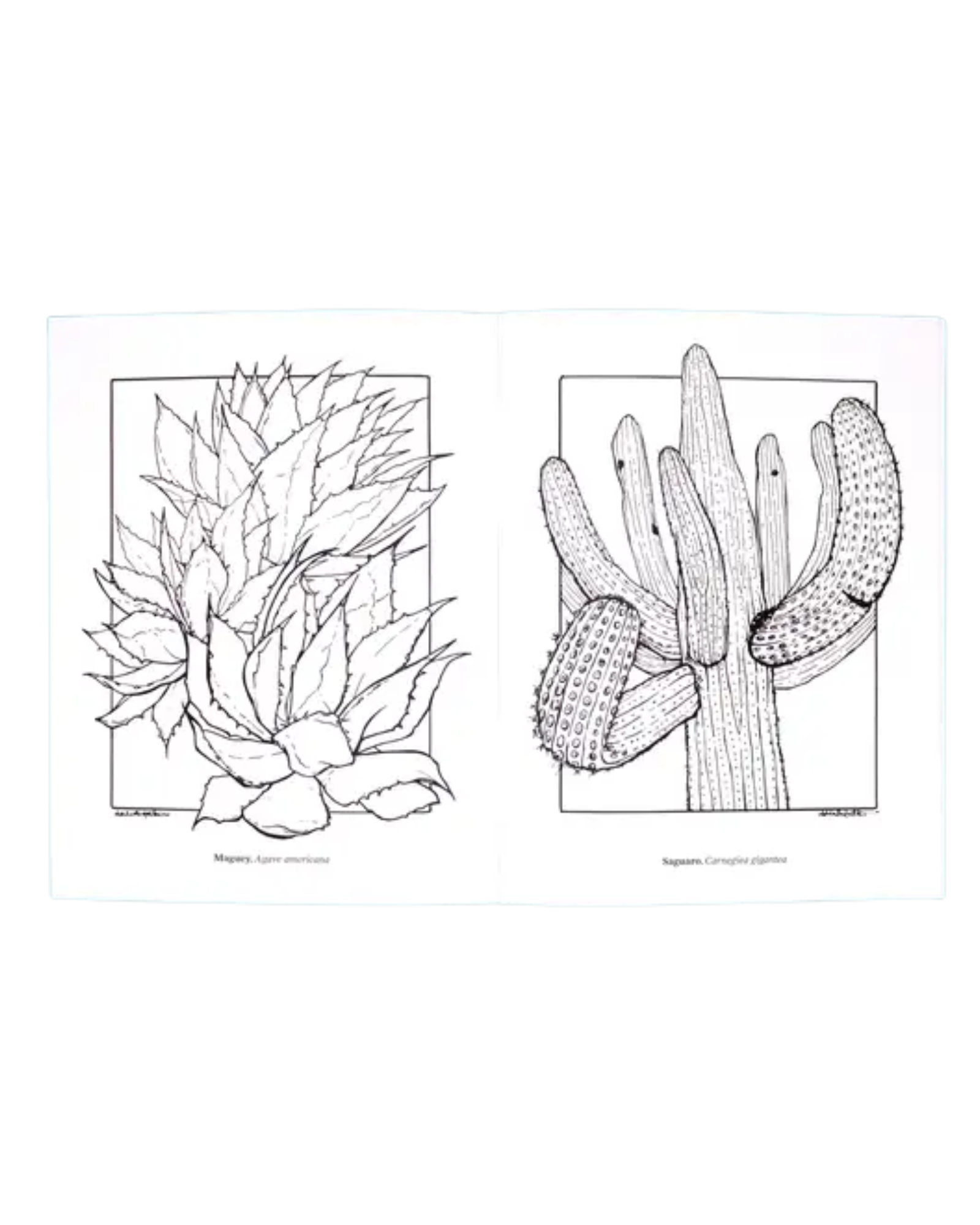 Cacti and succulents coloring book