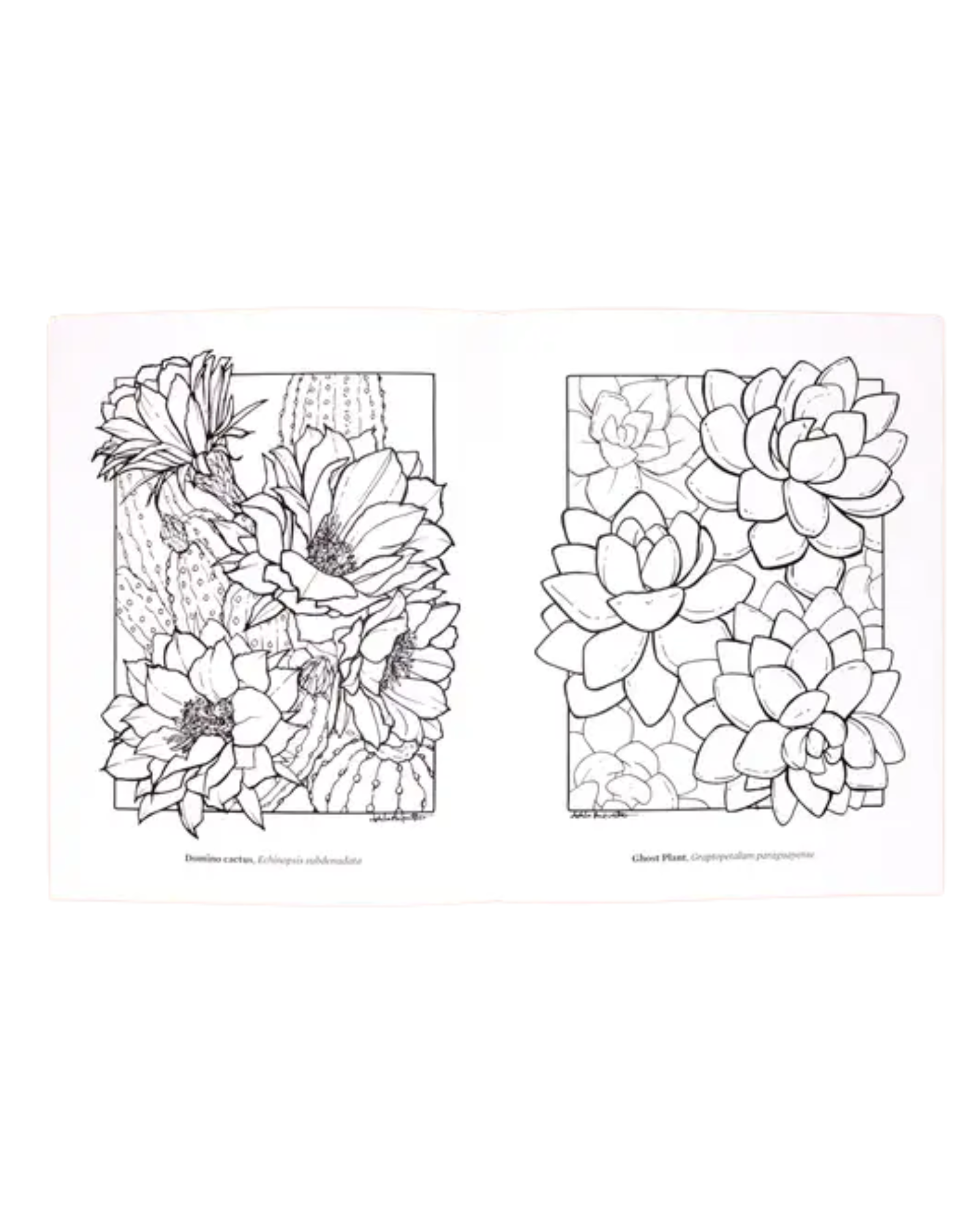 Cacti and succulents coloring book