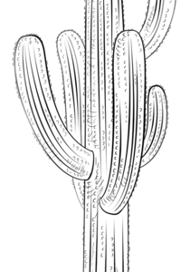 Cactus coloring pages printable for free download