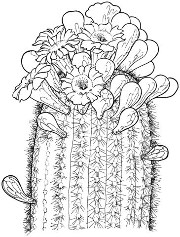 Saguaro cactus blossom cactus drawing flower drawing flower coloring pages