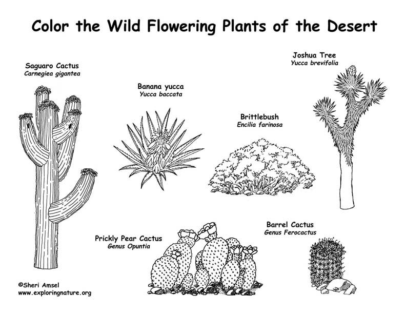 Desert cactus coloring page