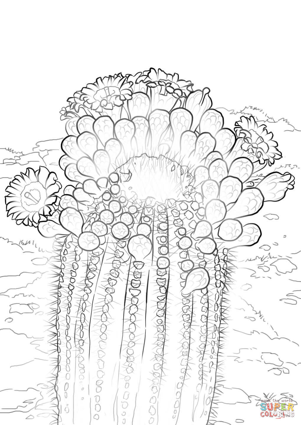 Saguaro cactus blossoms coloring page free printable coloring pages