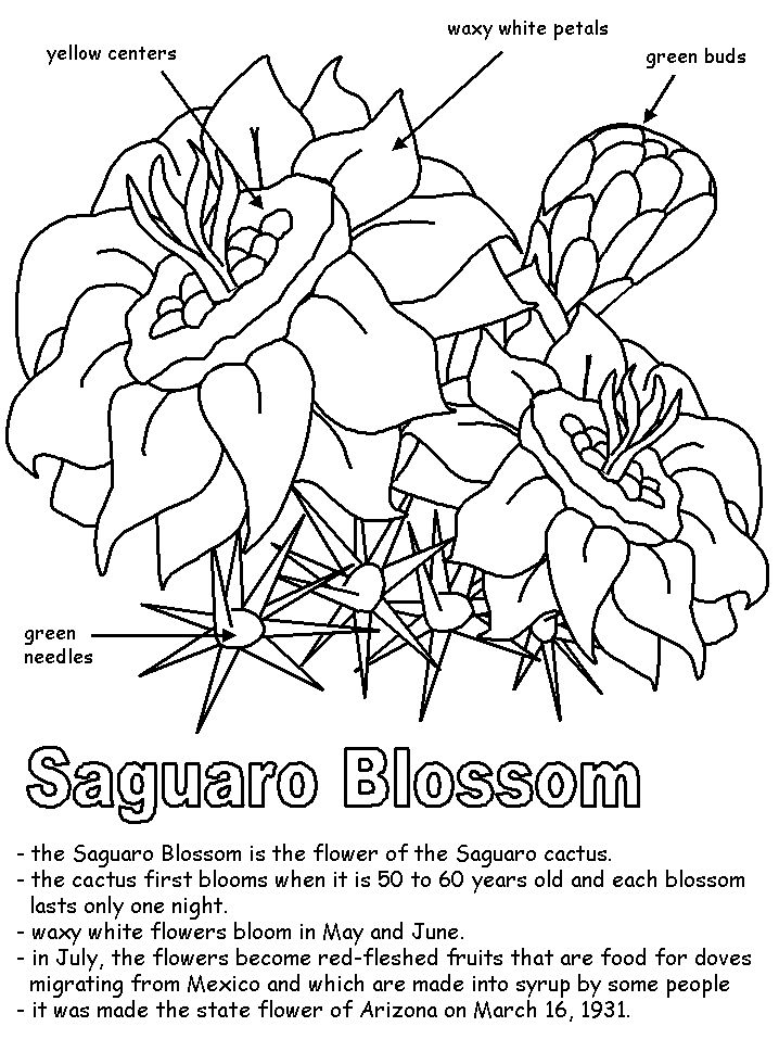 Saguaro blossom with labels flower coloring pages cactus illustration coloring pages