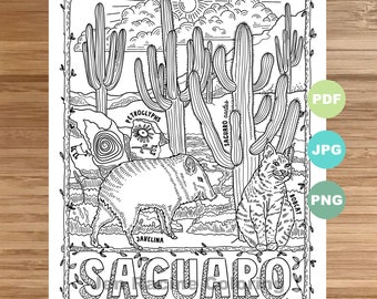 National park coloring page saguaro arizona national park landscape animal plant wildflower coloring page printable