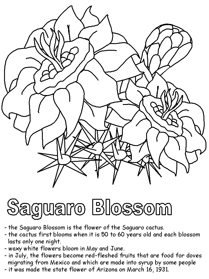 Saguaro blossom coloring page