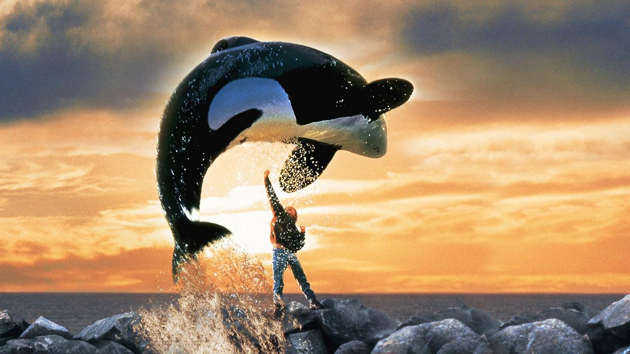 Download Free 100 + sauvez willy free willy Wallpapers