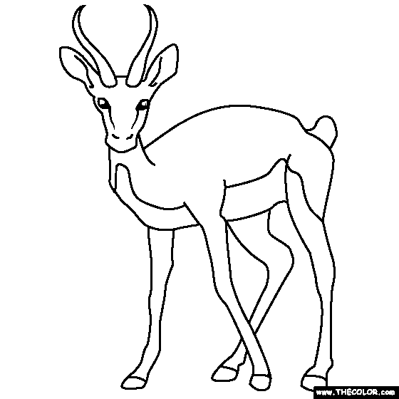 Gazelle coloring page coloring pages gazelle coloring pictures