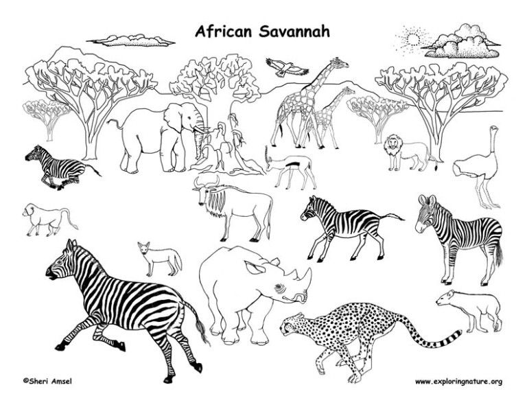 African grassland animals labeled â coloring nature savanna animals savannah chat animal coloring pages