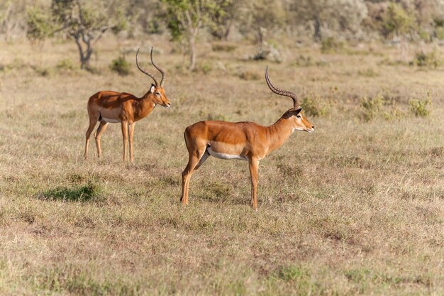 Page savannah antelope images