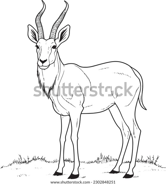 Antelope coloring book images stock photos d objects vectors