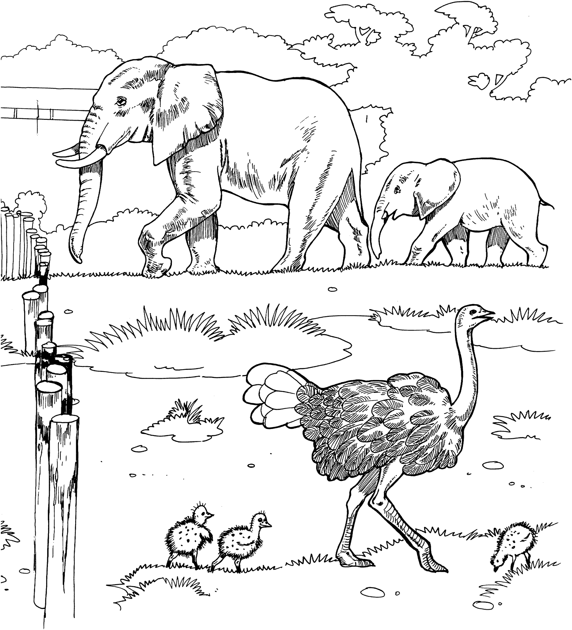 Wildlife coloring pages