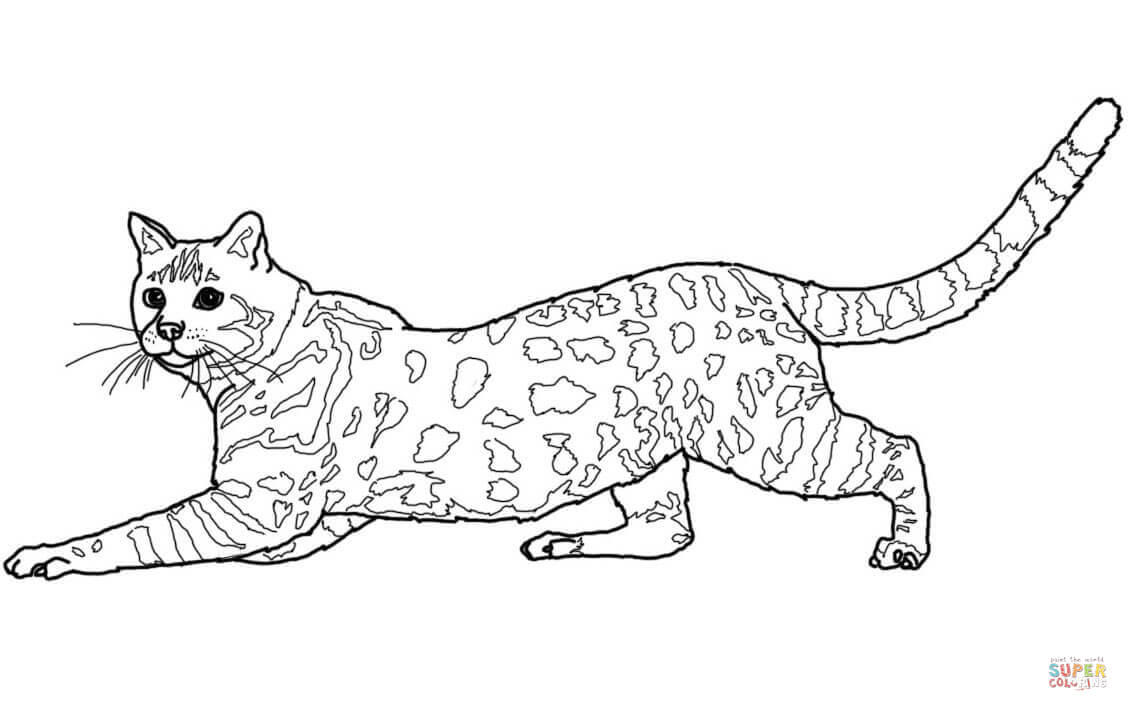 Savannah cat coloring page free printable coloring pages