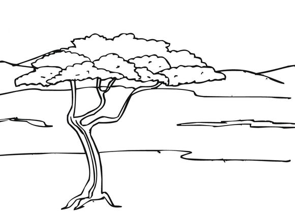 Acacia tree in savanna coloring page tree coloring page coloring pages zoo animal coloring pages