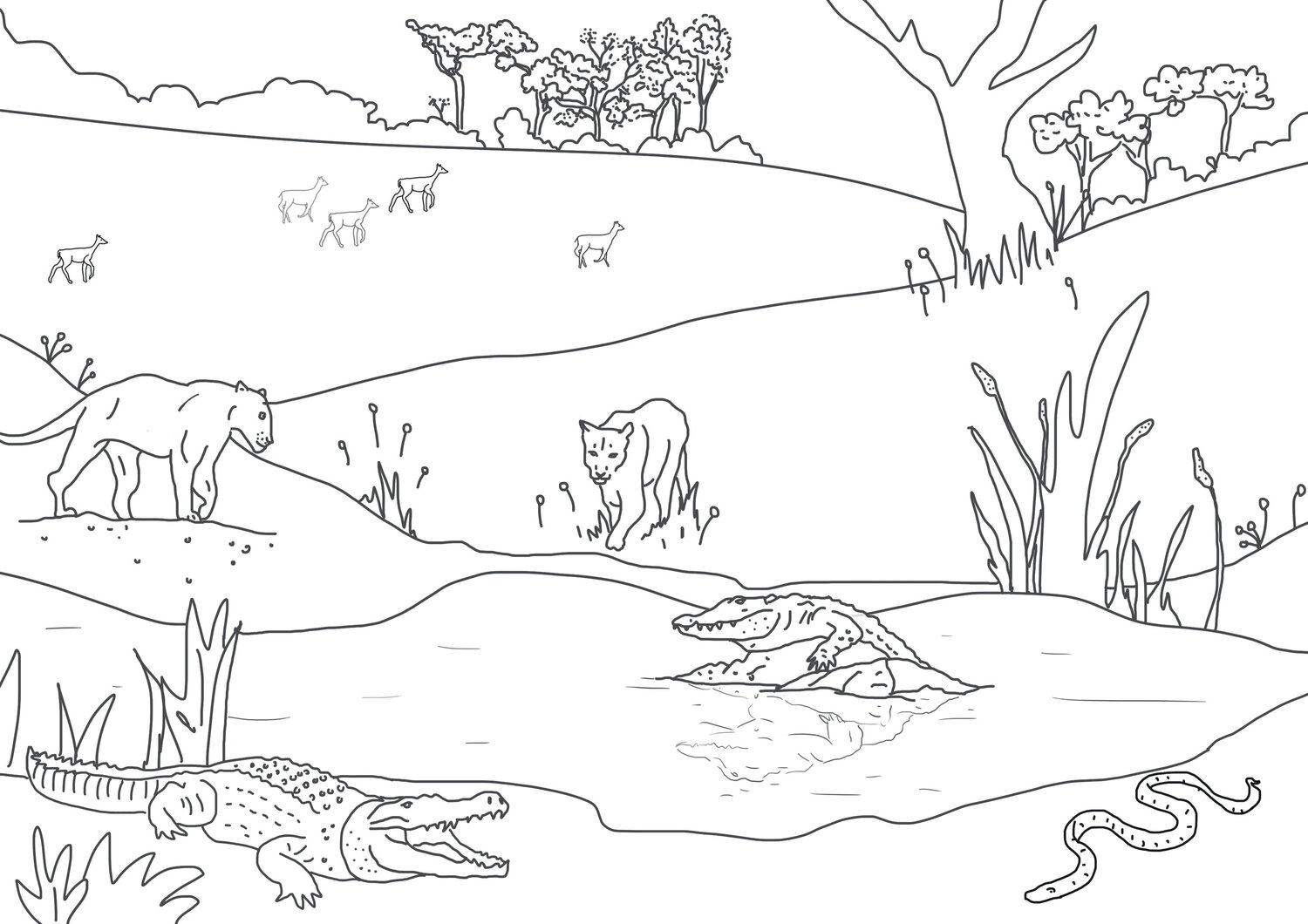 Savannah colouring sheet â stacey williamson