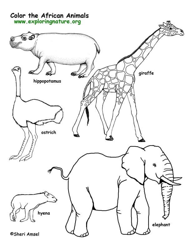 African animals coloring pages savanna african animals coloring page