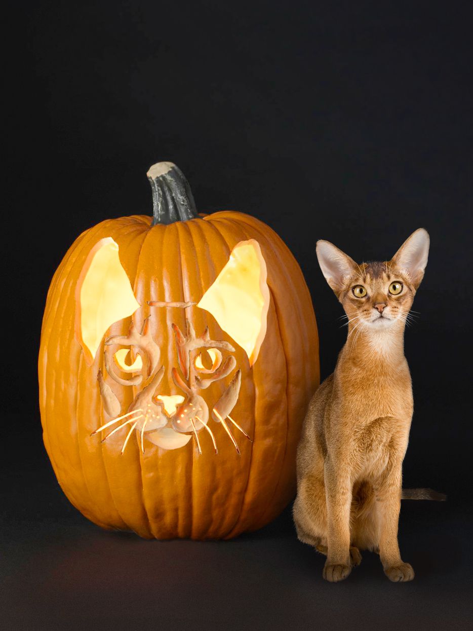 Free cat pumpkin carving stencils of your favorite breeds