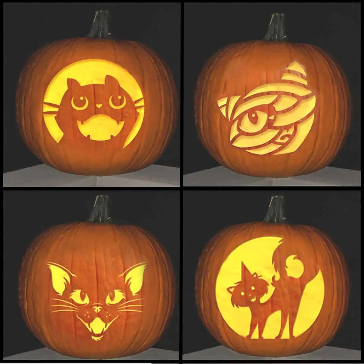 Cute cat pumpkin carving patterns for free artsy pretty plants