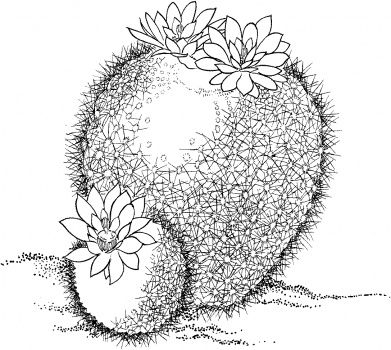 Drawing cactus parodia haselbergii or scarlet ball cactus coloring pages rose coloring pages free printable coloring pages