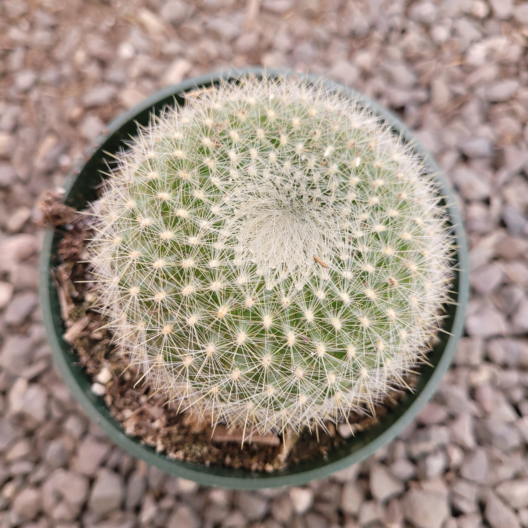 Parodia haselbergii scarlet ball cactus