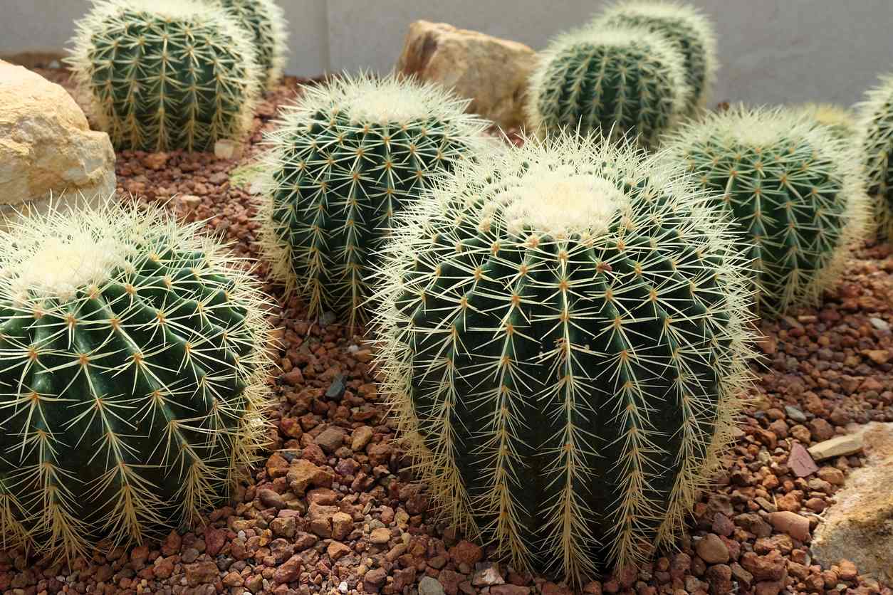 Ball cactus care how to grow care for the parodia notocactus