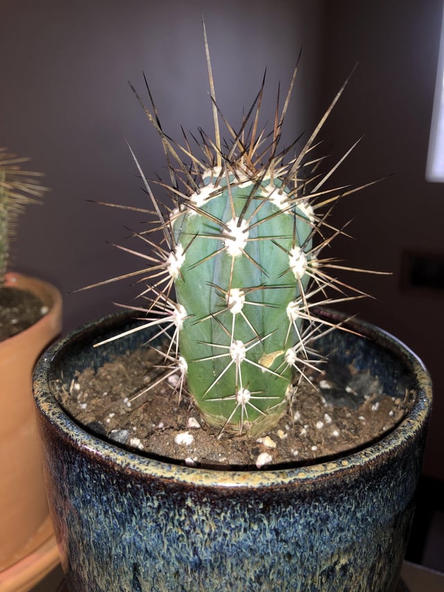 My amateur cactus collection learning as i go let me know if my identifications are wrong i did my best rcactus