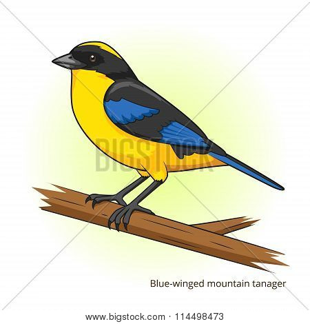 Tanager images illustrations vectors free