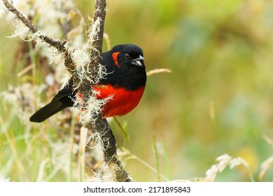 Scarlet bellied mountain tanager images stock photos d objects vectors