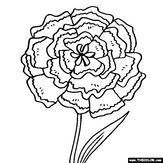 Carnation flower online coloring page online coloring pages coloring pages carnation flower