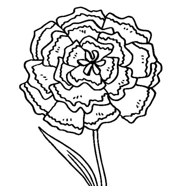 Carnation coloring pages