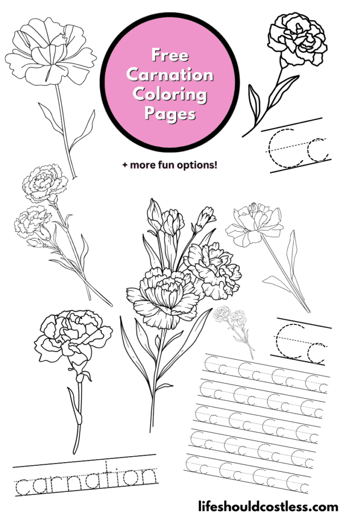 Carnation coloring pages free printable pdf templates