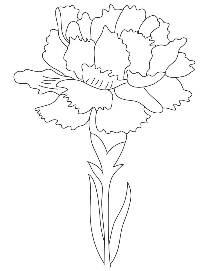 Carnation birth flower coloring page flower coloring pages carnation drawing flower drawing