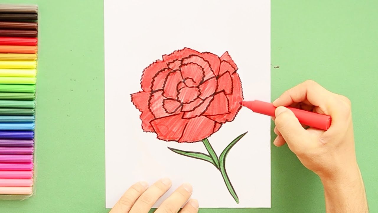 How to draw scarlet carnation