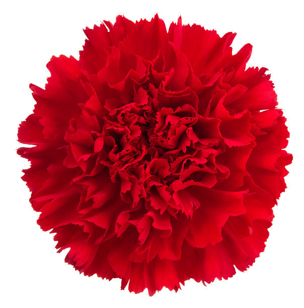 Scarlet carnation stock photos pictures royalty