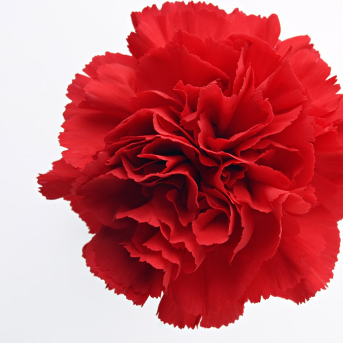 Carnations solid red stems