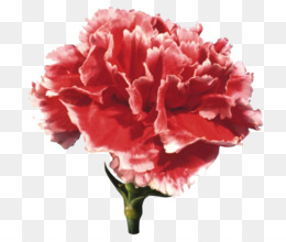 Carnation flower color png