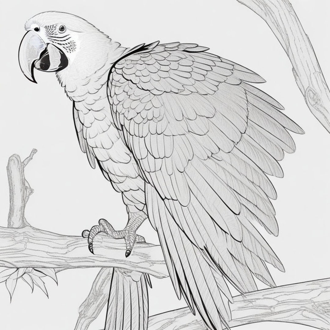 Bird coloring page scarlet macaw coloring page exquisite avian art digital download