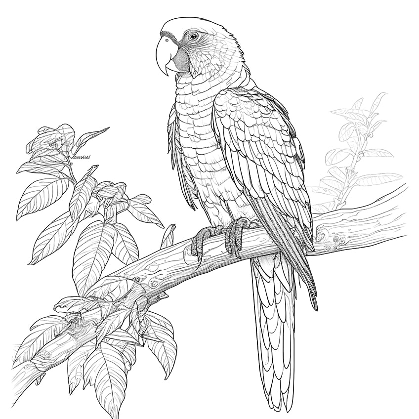 Bird coloring pages