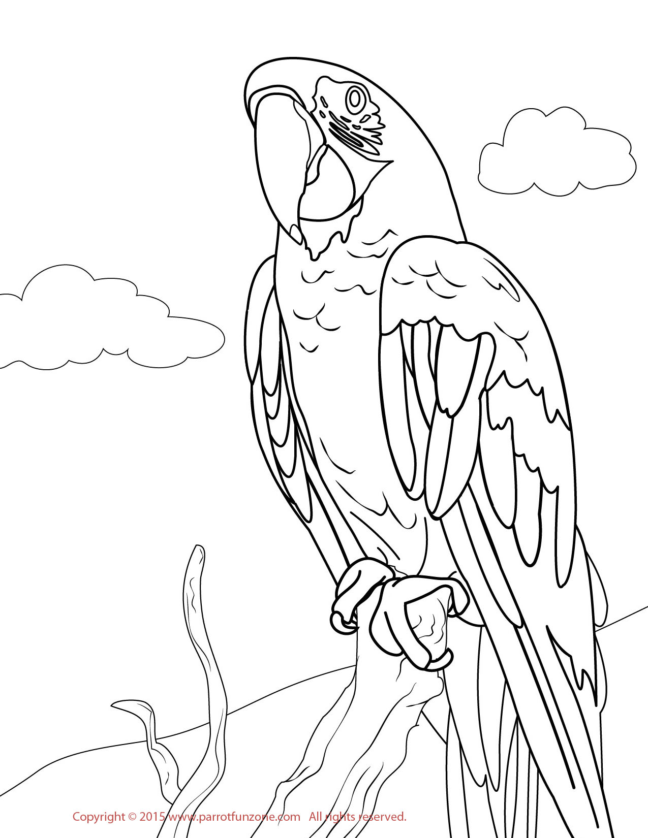 Greenwing macaw