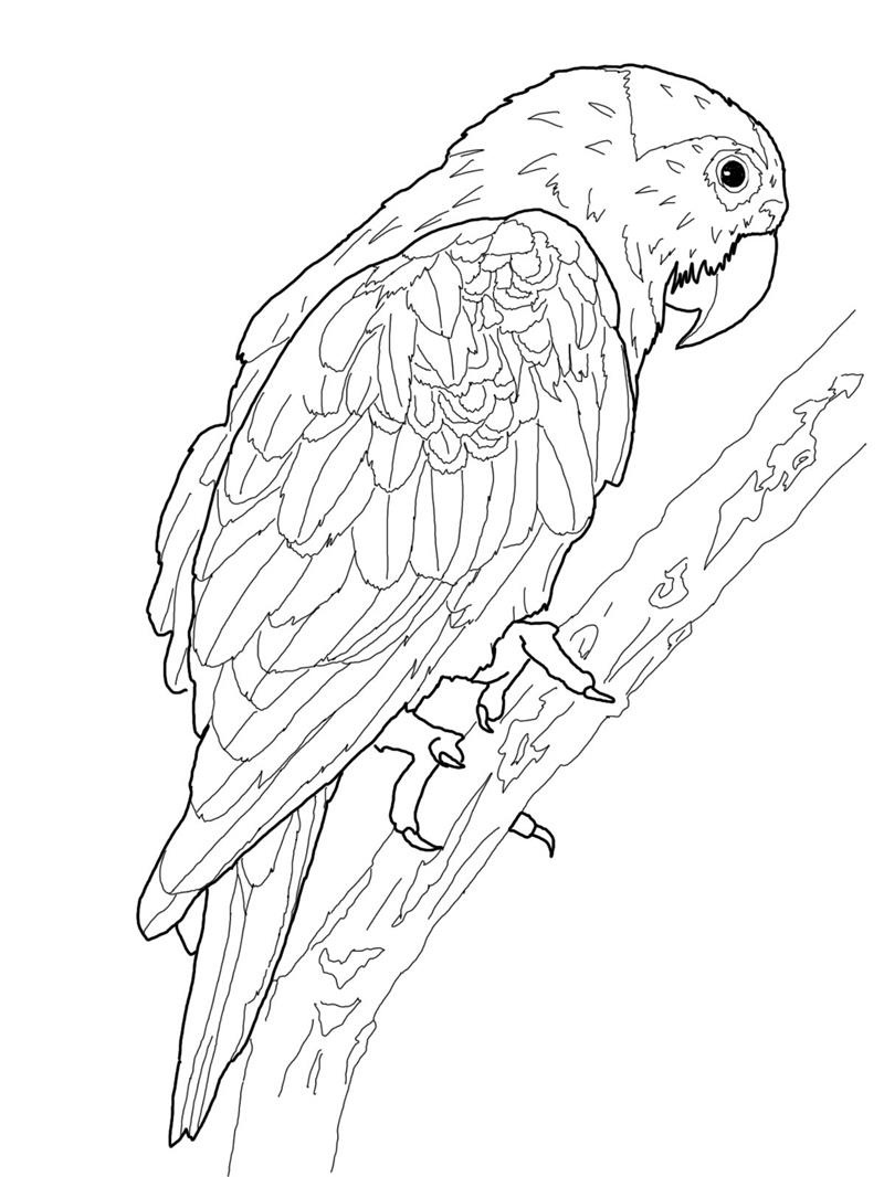 Free printable parrot coloring pages for kids