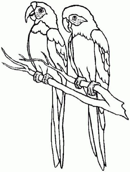 Free printable parrot coloring pages