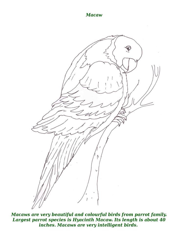 Birds printable coloring page for kids