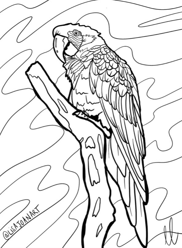 Parrot colouring sheet â lisa joan art