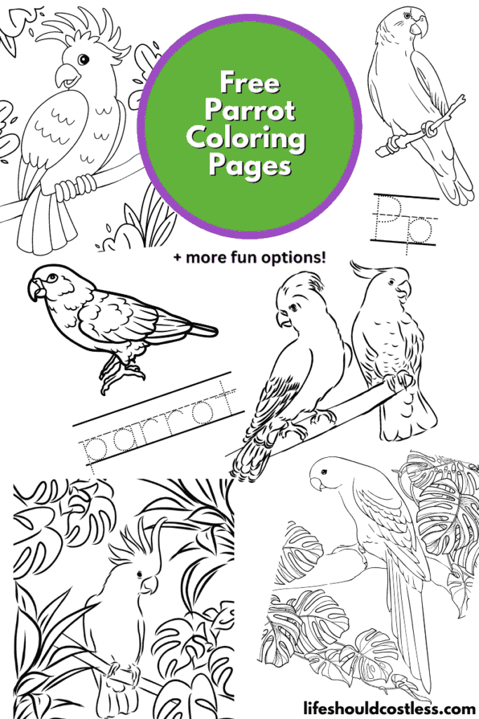 Parrot coloring pages free printable pdf templates