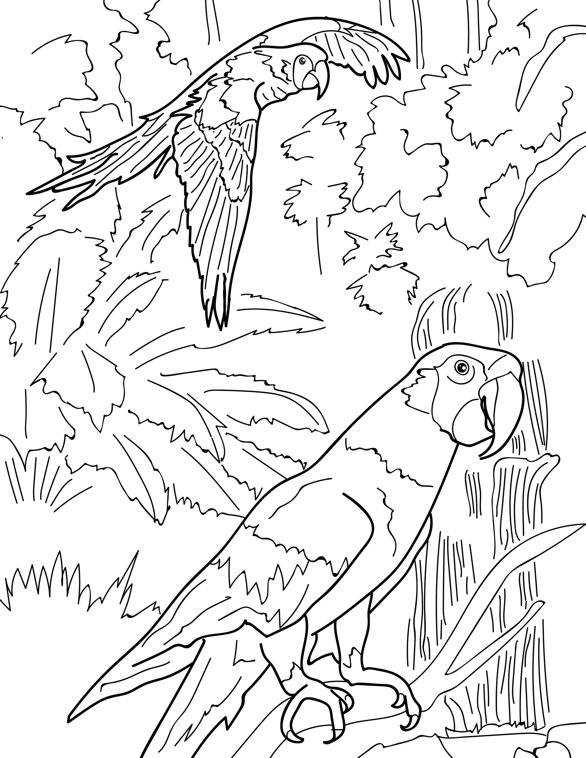 Endangered species educational coloring book â advance wildlife education