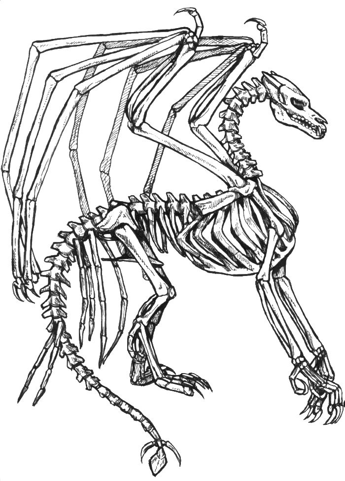 Dragon coloring page dragon bones adult coloring pages