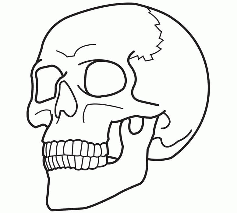 Basic skull coloring page