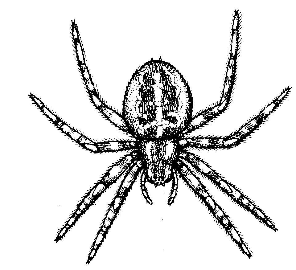 Free printable spider coloring pages for kids