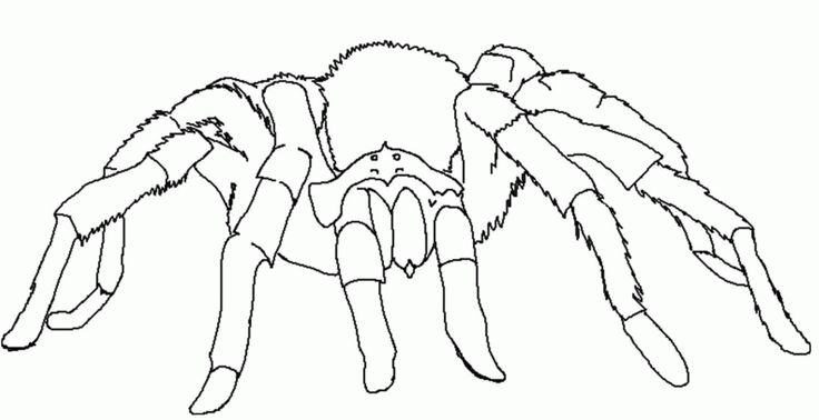 Tarantula coloring pages